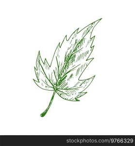 Quickthorn or hawthorn leaf isolated sketch. Vector vibrant foliage may-tree leafage. Hawthorn green leaf isolated plant sketch, foliage