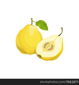 Quince apple fruit, tropical exotic food, vector isolated icon. Quince apple fruits whole and half cut, tropic farm garden ripe harvest, exotic fruits dessert. Quince apple fruit, tropical exotic fruits food