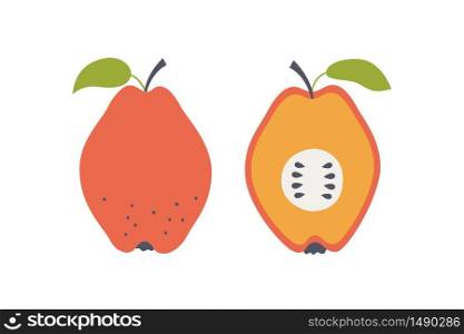 Quince apple. Hand drawn vector illustration isolated on white background. Quince apple. Hand drawn vector illustration