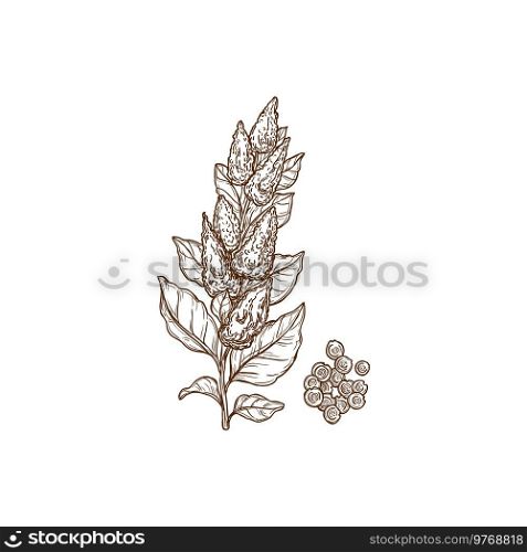Quinoa plant and seeds superfood isolated monochrome icon. Vector cereal crop, sorghum field plant rich in protein, dietary fiber, B vitamins and minerals. Agriculture cultivation, Chenopodium quinoa. Sorghum or quinoa gluten cereal grain, plant seeds