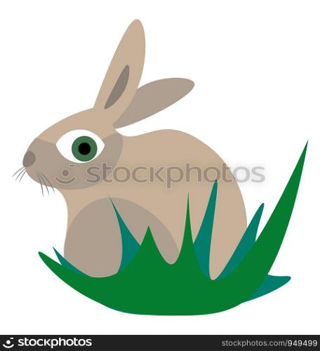 Rabbit illustration vector on white background