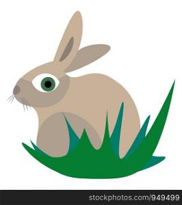 Rabbit illustration vector on white background