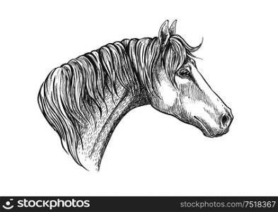 Racehorse head sketch icon for horse racing or another equestrian sporting activities symbol design with strong and speedy purebred american quarter stallion. Speedy racehorse of american quarter breed sketch