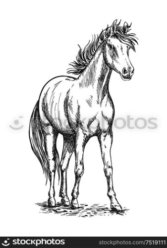 Racehorse sketch of arabian horse stallion with muscular chest, long mane and tail. Horse racing symbol, equestrian sporting competition theme design. Racehorse stallion sketch for equine sport design