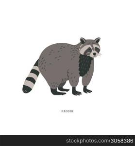 Racoon or Procyon lotor. Racoon - medium-sized mammal animal from North America with dexterous front paws, facial masks, and stripped tail. Simple Colorful vector illustration in flat cartoon style on white background. . Racoon or Procyon lotor. Racoon is a medium-sized mammal animal.