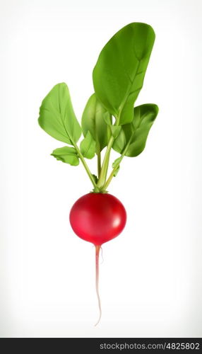Radish, vector object