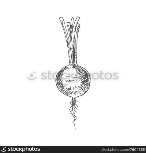 Radish vegetable vector sketch. Botanical design of Raphanus raphanistrum plant root for vegetarian or vegan food, farmer market and agriculture or cooking recipe design. Radish vegetable tuber vector sketch