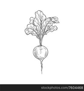 Radish vegetable vector sketch. Botanical design of Raphanus raphanistrum plant root for vegetarian or vegan food, farmer market and agriculture or cooking recipe design. Radish vegetable tuber vector sketch