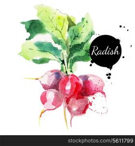Radish with leaf. Hand drawn watercolor painting on white background. Vector illustration