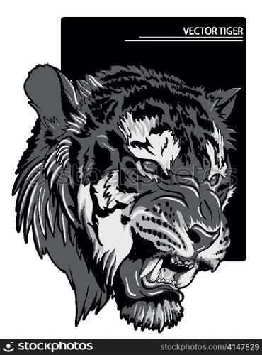raging tiger vector illustration
