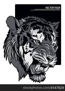 raging tiger vector illustration