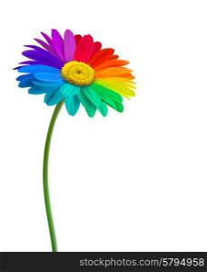Rainbow daisy flower background. Vector.