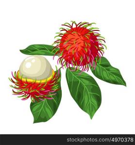 Rambutan isolated on white background. Illustration of tropical plant. Rambutan isolated on white background. Illustration of tropical plant.