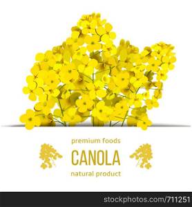 Rapeseed blossom flowers card. template copy space text. Premium foods badge. Flowering Canola or colza. Brassica napus. Blooming yellow rape. Oilplant crop for green energy industry, rape seed. Rapeseed blossom flowers card. template copy space text. Premium foods badge. Flowering Canola or colza