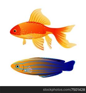 Rare blue striped tamarin wrasse and common aquarium goldfish depiction. Popular marine animal flat color illustration for educational page in journal. Blue Striped Tamarine and Goldfish Cartoon Poster