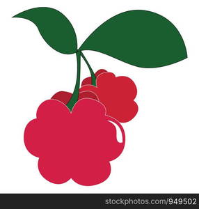 Raspberries illustration vector on white background