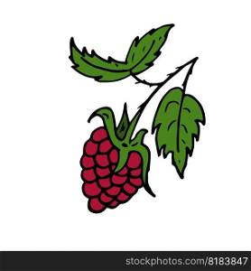 Raspberries Isolated doodle vector illustration. Concept of summer, fruits, berries and healthy food. Objects for icon, menu, cover, print, poster, cards, web element, social media, card for children.. Raspberries Isolated doodle vector illustration. Concept of summer, fruits, berries and healthy food