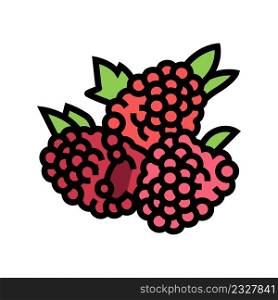 raspberry berry color icon vector. raspberry berry sign. isolated symbol illustration. raspberry berry color icon vector illustration