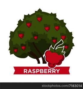 Raspberry bush with delicious ripe berries in thick foliage. Plant that produces fruits full of vitamins. Organic food from farm isolated cartoon flat vector illustration on white background.. Raspberry bush with delicious ripe berries in thick foliage