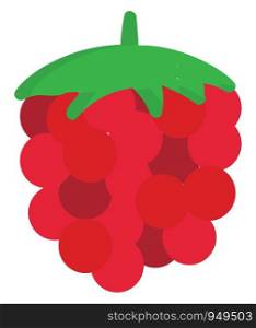 Raspberry illustration vector on white background