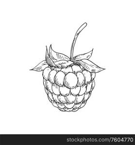 Raspberry or blackberry monochrome sketch. Vector summer berry, vegetarian food dessert. Blackberry raspberry isolated summer berry sketch