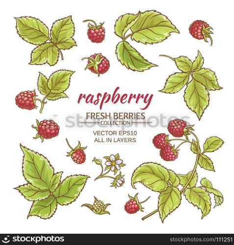 raspberry vector set. raspberry berries and leaves vector set on whte background