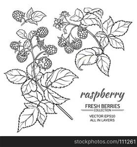 raspberry vector set. raspberry branch vector set on whte background