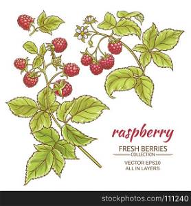 raspberry vector set. raspberry vector set on white background