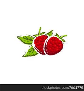 Raspberry. Vector summer berry, vegetarian food dessert. Raspberry isolated berry