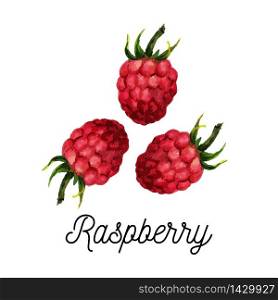 raspberry watercolor illustration vector hello summer. raspberry watercolor illustration vector hello summer slogan