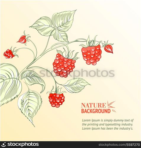 Raspberry, watercolor. Vector illustration, contains transparencies, gradients and effects.