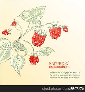 Raspberry, watercolor. Vector illustration, contains transparencies, gradients and effects.