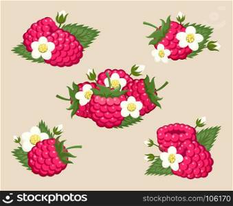 Raspberry with leaves and flowers. Raspberry with leaves and flowers vector illustration. Fruity juicy ripe berries, raspberries dessert isolated on background
