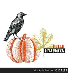 Raven and pumpkin. Halloween vector hand-drawn illustration.. Halloween background with bird and pumpkin.