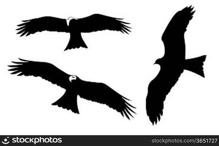 ravenous birds on white background, vector illustration