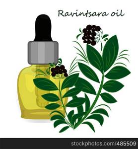 Ravintsara essential oil vector illustration Aromatherapy