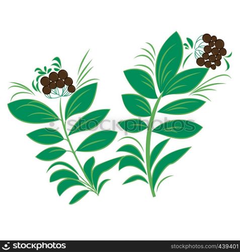Ravintsara plant vector illustration isolated on a white background.