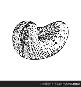 raw cashew nut hand drawn. snack roasted, fruit brown, view natural raw cashew nut vector sketch. isolated black illustration. raw cashew nut sketch hand drawn vector