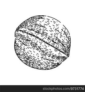 raw walnut hand drawn. kernel group, heap seed, walnuts brown raw walnut vector sketch. isolated black illustration. raw walnut sketch hand drawn vector