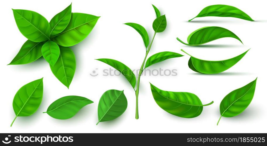 Realistic 3d fresh tea green leaves and branches. Flying tree leaf. Tea or mint plant elements. Ecology, nature and vegan symbol vector set. Botanical seedling and sprouts for drink