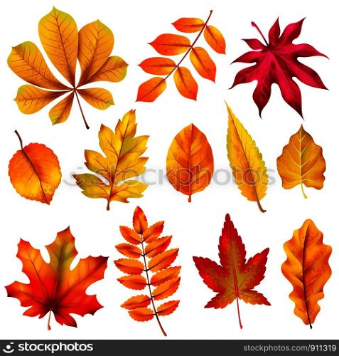 Realistic autumn leaves. Fall orange wood foliage of chestnut and maple. Oak and ash, linden and birch leaf isolated vector colorful background plant tree set. Realistic autumn leaves. Fall orange wood foliage of chestnut and maple. Oak and ash, linden and birch leaf isolated vector set