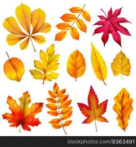 Realistic autumn leaves. Fall orange wood foliage of chestnut and maple. Oak and ash, linden and birch leaf isolated vector colorful background plant tree set. Realistic autumn leaves. Fall orange wood foliage of chestnut and maple. Oak and ash, linden and birch leaf isolated vector set