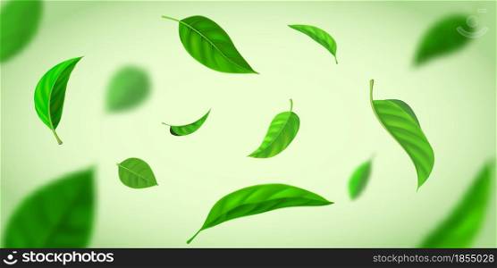 Realistic background with green tea leaves flying in wind. Nature fresh effect with herbal leaf in air. Organic tea plantation vector banner. Foliage in motion falling down, blowing wind