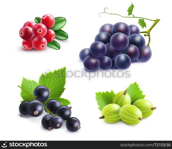 Realistic berries set with cranberry grape gooseberry and black currant on white background isolated vector illustration. Realistic Berries Set