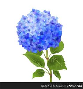 Realistic blue hydrangea flower isolated on white background vector illustration. Blue Hydrangea Isolated