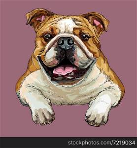 Realistic bulldog dog. Color vector hand drawing illustration isolated on pink background. For decoration, design, print, posters, postcards, stickers, t-shirt, embroidery. Bulldog dog vector hand drawing vector portrait color