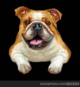 Realistic bulldog dog. Color vector illustration isolated on black background. For decoration, design, print, posters, postcards, stickers, t-shirt and embroidery. Bulldog dog vector color illustration on black background
