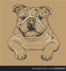 Realistic bulldog dog vector hand drawing illustration isolated on brown background. For decoration, coloring book pages, design, print, posters, postcards, stickers, t-shirt. Bulldog dog vector hand drawing vector brown
