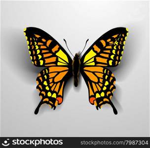 Realistic butterfly. Vector illustration of a top view