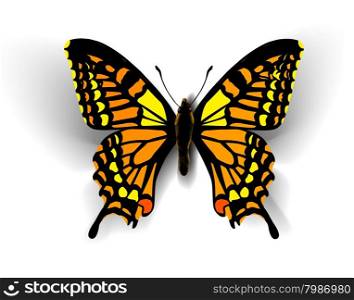 Realistic butterfly. Vector illustration of a top view. Realistic butterfly on white